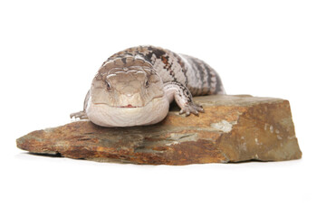 Northern Blue-tongued Skink