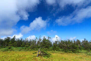 北海道　浮島湿原