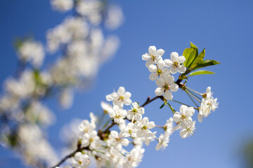 Beautiful spring blossoming plum tree