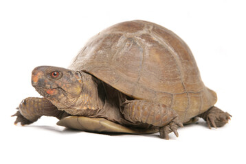 Obraz premium Three-toed box turtle