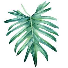 Tropical leaves watercolor, beautiful palm leaf hand drawing, monstera liana © Hanna