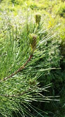 Pine tree new needle  leaves