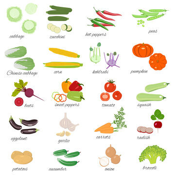 Set of vegetables. Isolated vector image on white background.background.