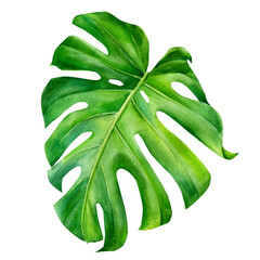 Tropical leaves watercolor, beautiful palm leaf hand drawing, monstera liana © Hanna