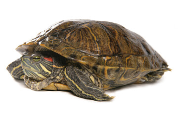 Obraz premium Red-eared slider