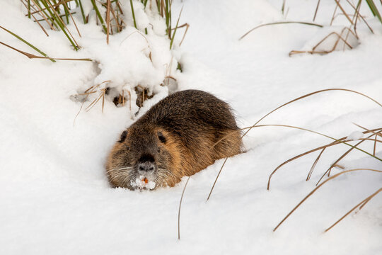  Coypu (Myocastor coypus) in the snow