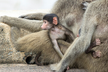 Curious baby baboon sitting on its mothers lap