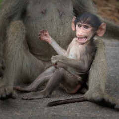 Baby baboon sitting with his mother and pulling faces