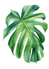 Tropical leaves watercolor, beautiful palm leaf hand drawing, monstera liana