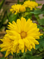 yellow chrysanthemum flower