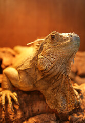 Green or common iguana