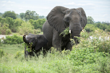 African elephant cow and her calf grazing