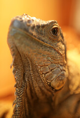 Green or common iguana