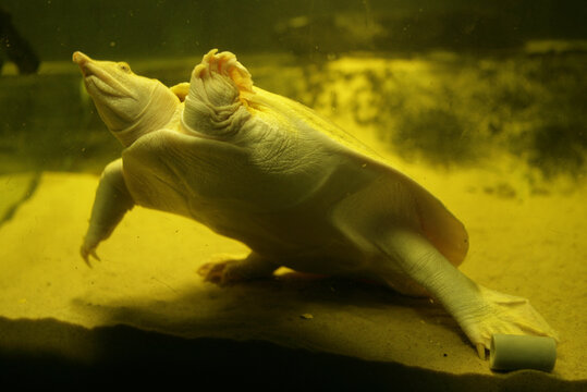 Chinese Albino Soft Shelled Turtle