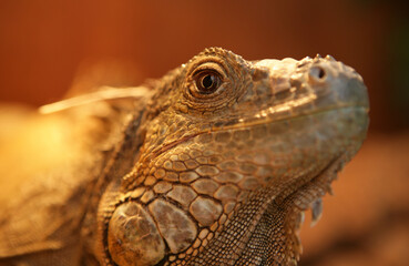 Green or common iguana