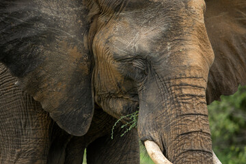 African elephant heads brown with mud