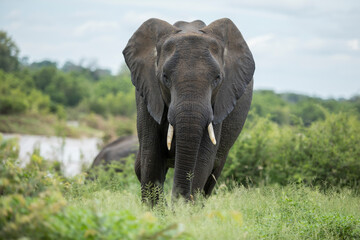 Naklejka na ściany i meble African Elephant in the Kruger National Park after crossing a flooded river