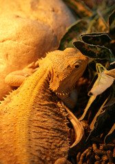 Bearded Dragon