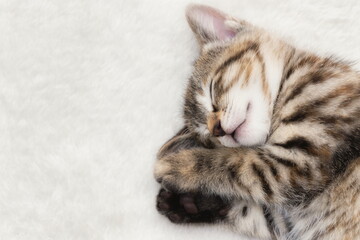 Fototapeta premium 猫