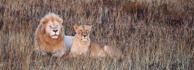 Beautiful Lion and lioness in the savanna. A pair of lions are resting in the dried grass. Family...