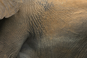 Mud covered elephant skin after rains in the Kruger National Park