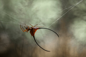 Borneo Forest Spiders
