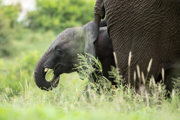 African elephant and calf in the Kruger National Park