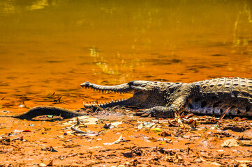 Crocodile Australien
