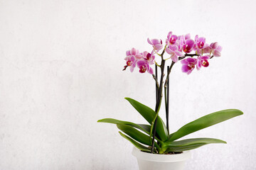pink orchid flower on a white textured background, space for a text