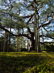 Fototapeta premium trees in the park