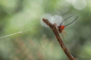 Borneo Forest Spiders