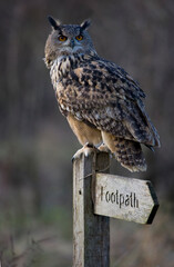 Eurasian Eagle-owl