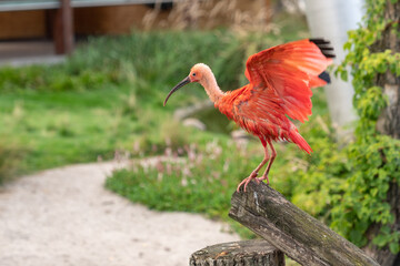 Ibis