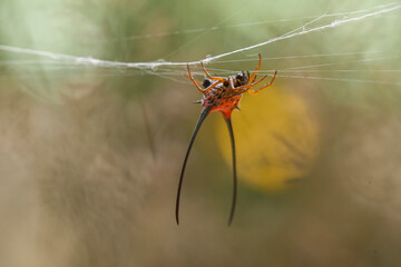 Borneo Forest Spiders