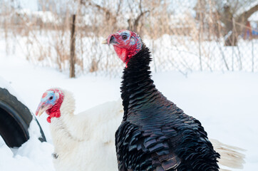 Young white and black iridescent turkeys on winter grazing close up