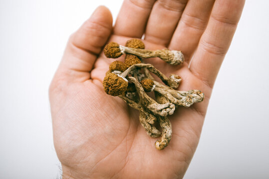 dry psilocybin mushrooms hallucinogen magic psychedelic therapy
