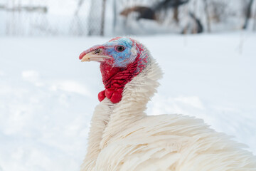 Young white turkey on winter grazing close up