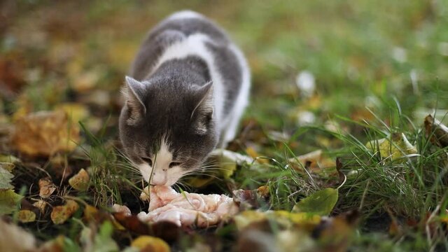 Beautiful gray white fluffy stray cat eats on the street.
