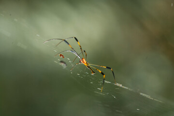 Borneo Forest Spiders