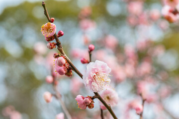 梅の花
