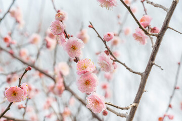 梅の花