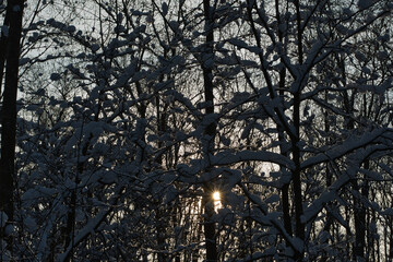 A landscape of a fabulous snow-covered deciduous forest in the backlight of the golden rays of the low winter sun.