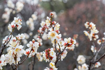 梅の花