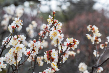 梅の花