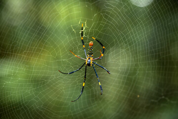 Borneo Forest Spiders
