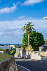 高台のヤシの木公園と住宅地の先、遠くに見える海