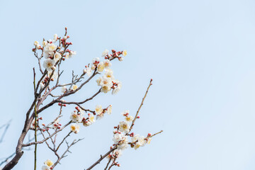 梅の花