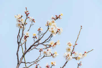 梅の花