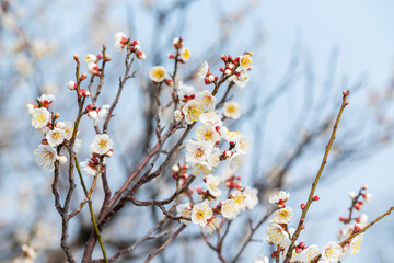 梅の花