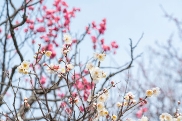 梅の花